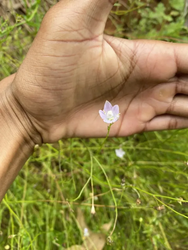 Wahlenbergia virgata