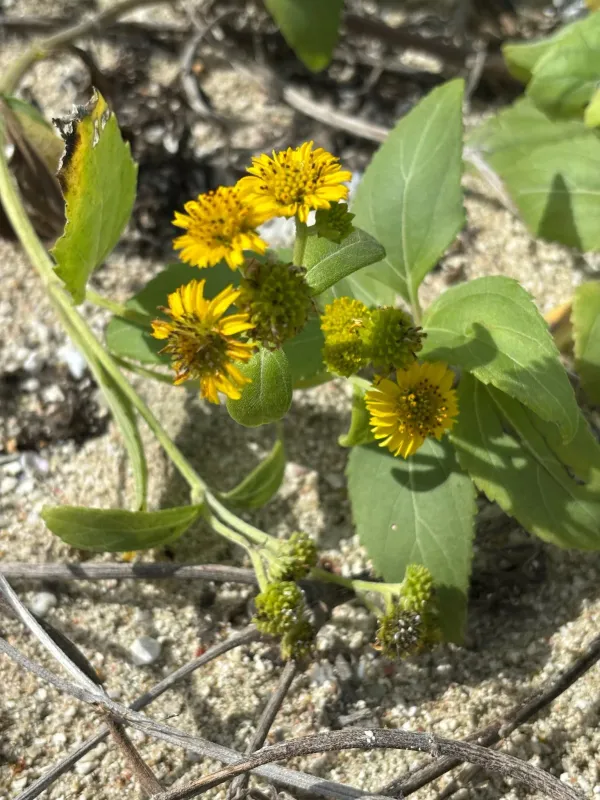 Melanthera biflora