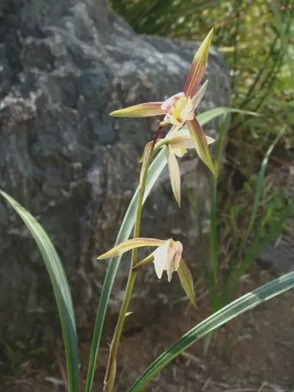 Cymbidium Nishiuchianum