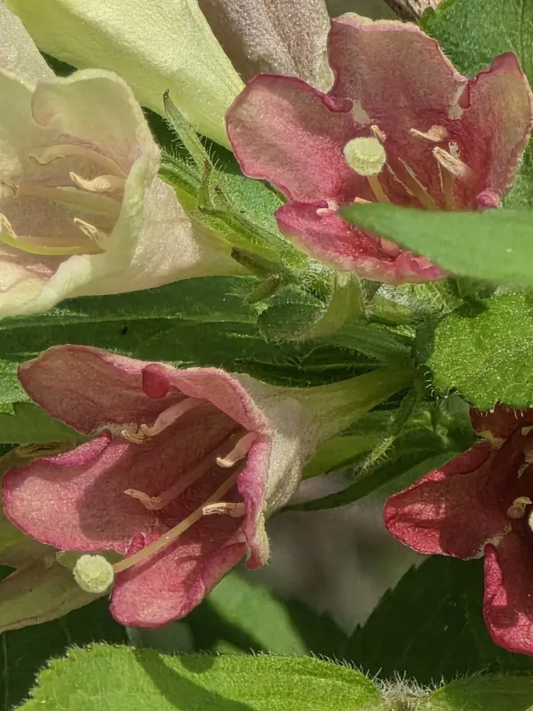 Weigela subsessilis