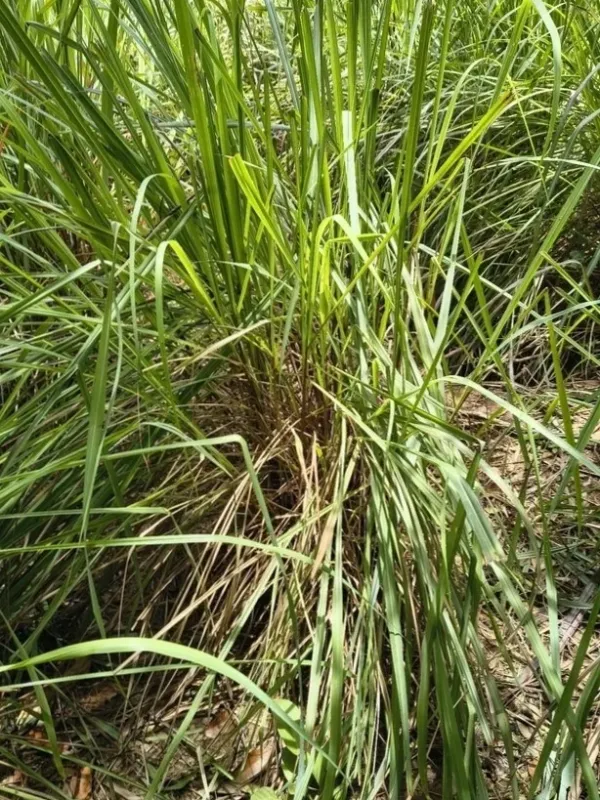 Lemongrass