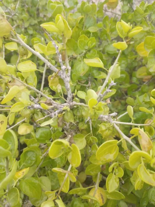 Вітанія кущова