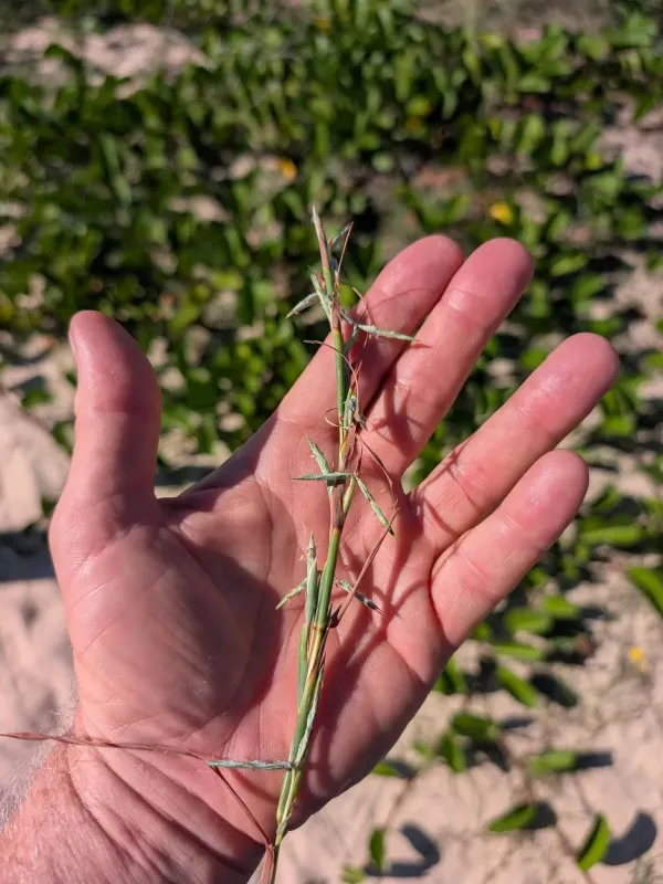 Cymbopogon refractus