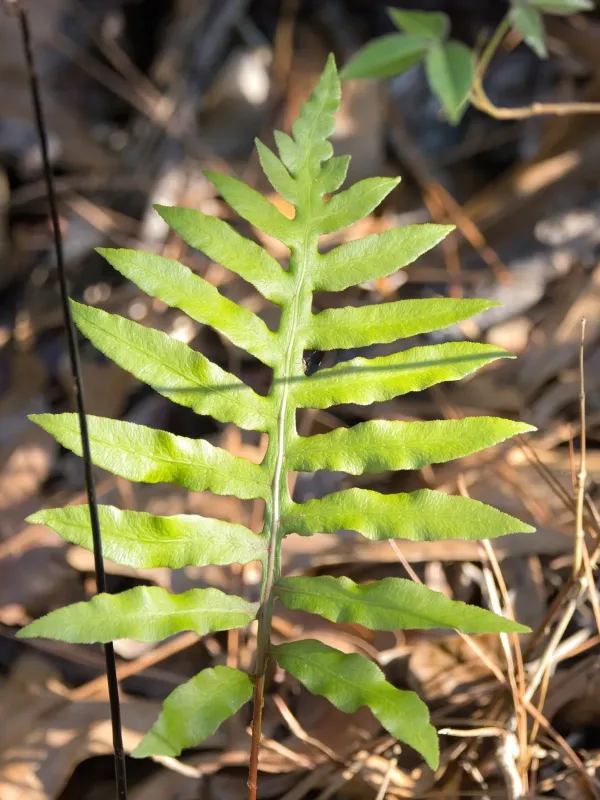 Woodwardia areolata