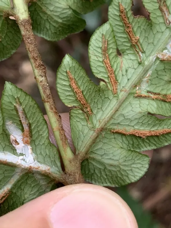 Woodwardia japonica