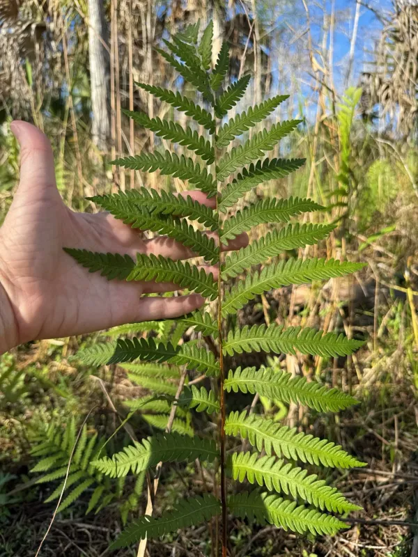 Virginia chain fern