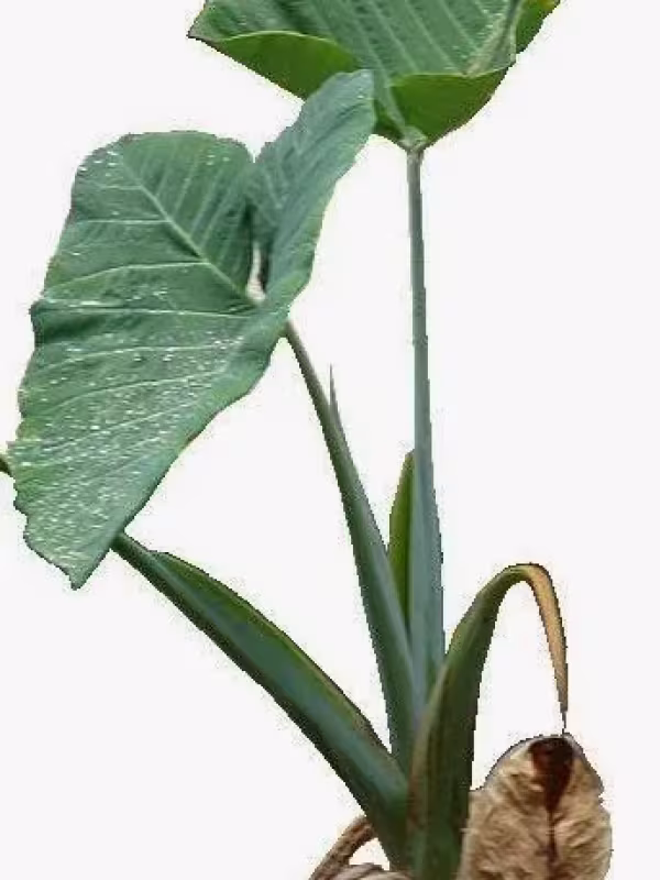 Xanthosoma bayo