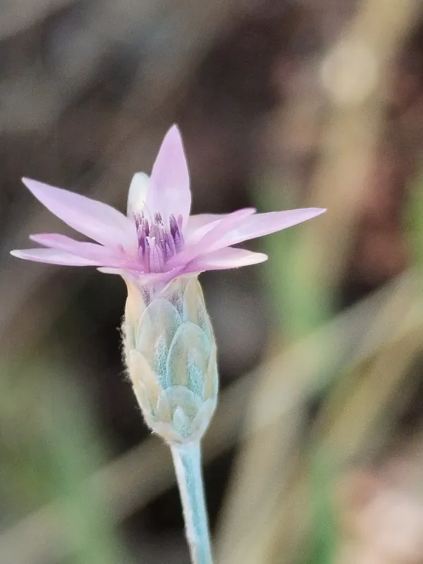 Xeranthemum cylindraceum