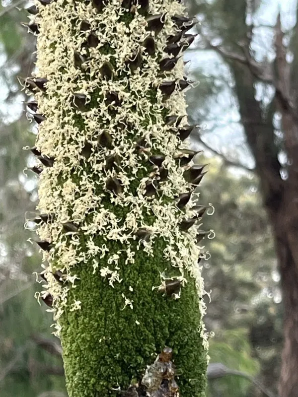 Xanthorrhoea preissii