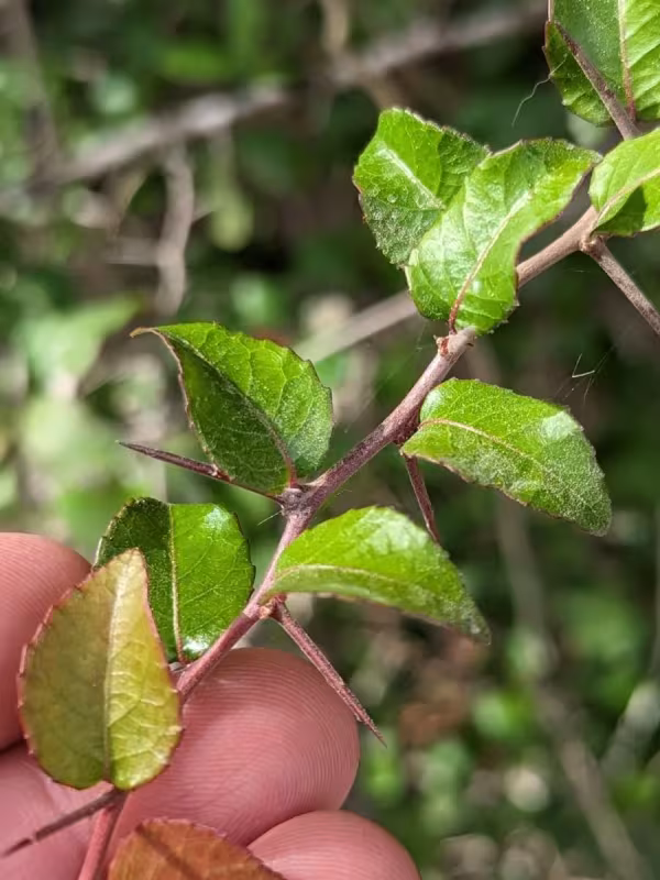 Xylosma flexuosa
