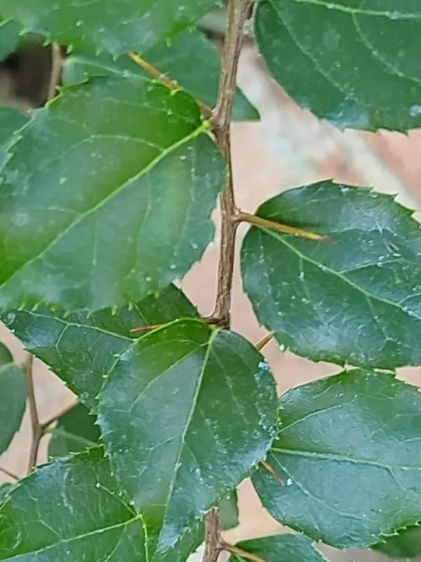 Japanese Xylosma
