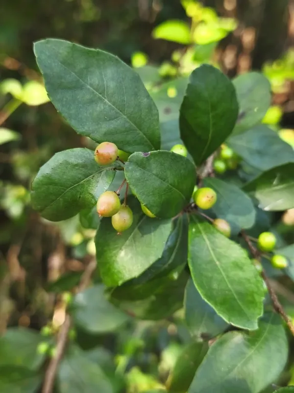 Xylosma