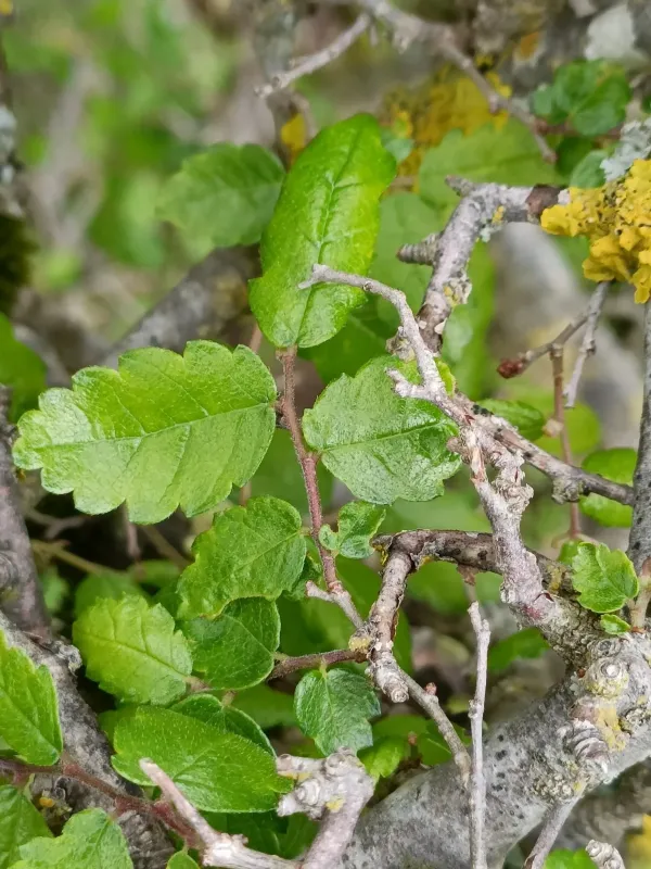 Cretan Zelkova