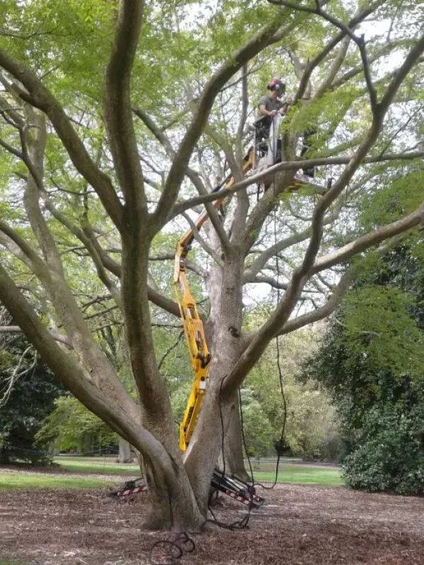 Chinese zelkova