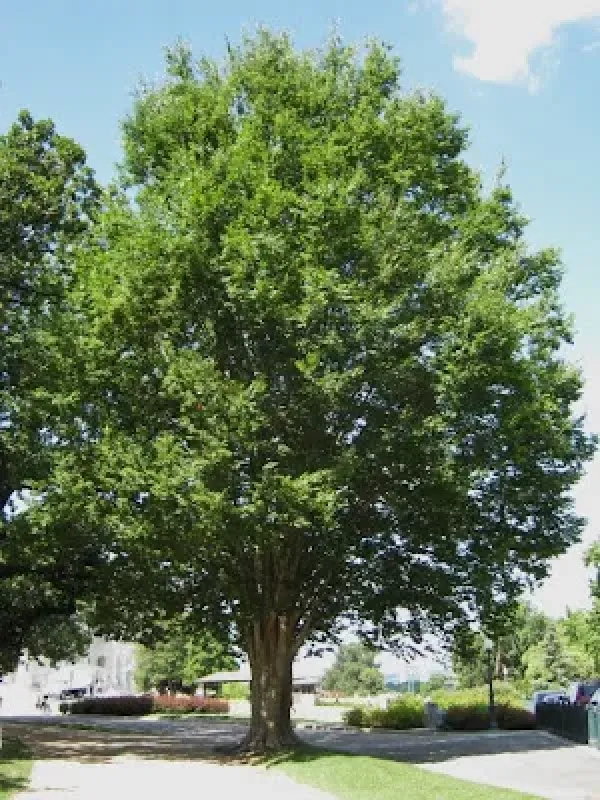 Zelkova verschaffeltii