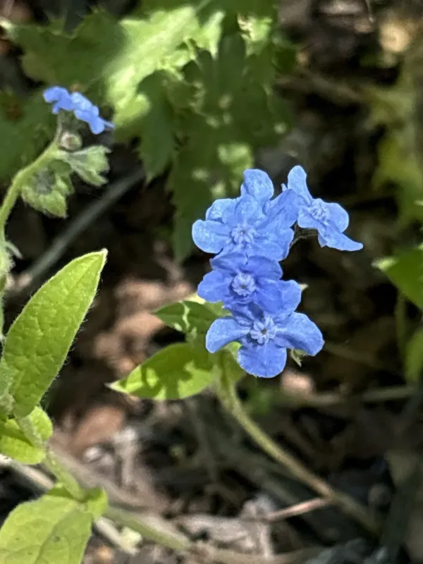 Chinese forget-me-not