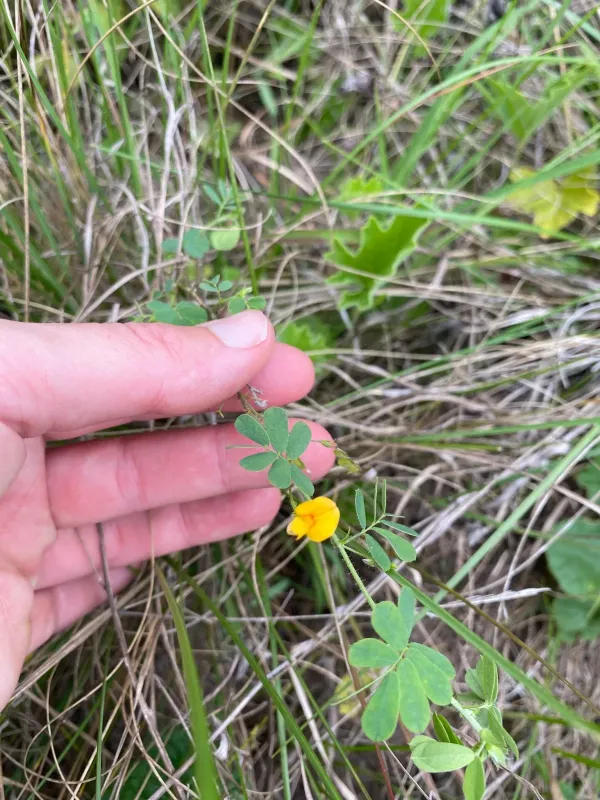 Zornia capensis