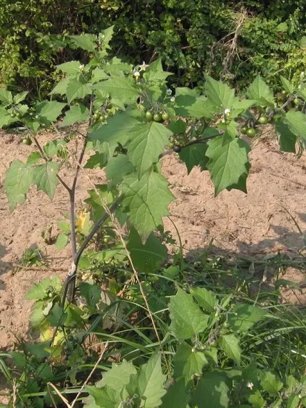 Паслін чорний