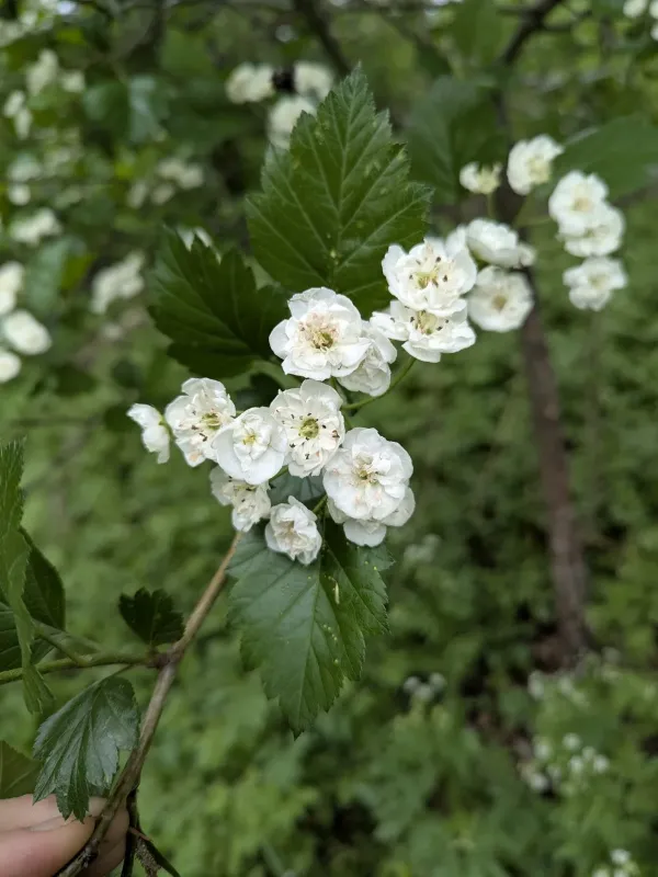 Morden Hawthorn