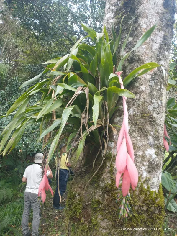Billbergia windii