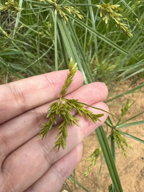 Rice flatsedge