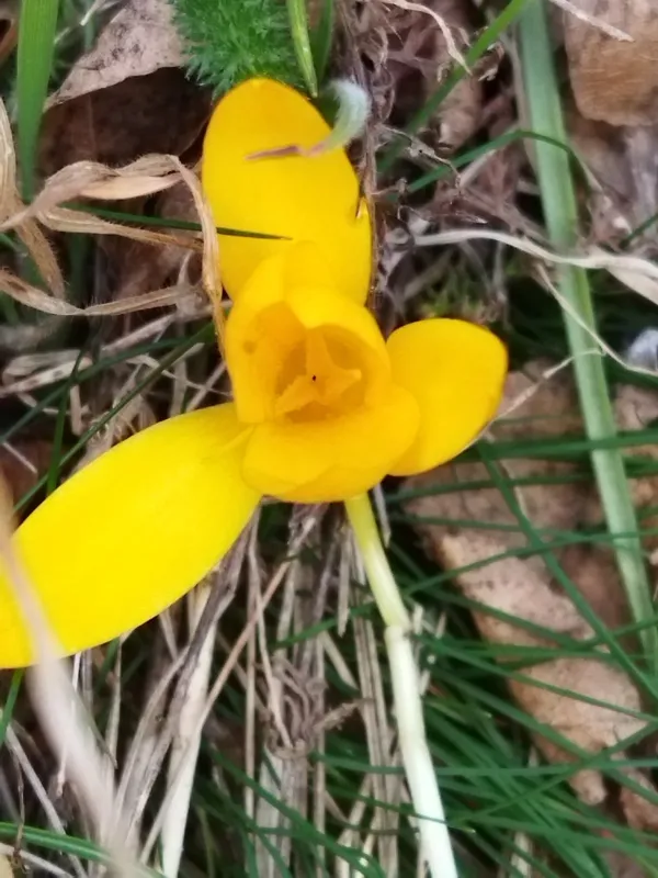 Golden crocus