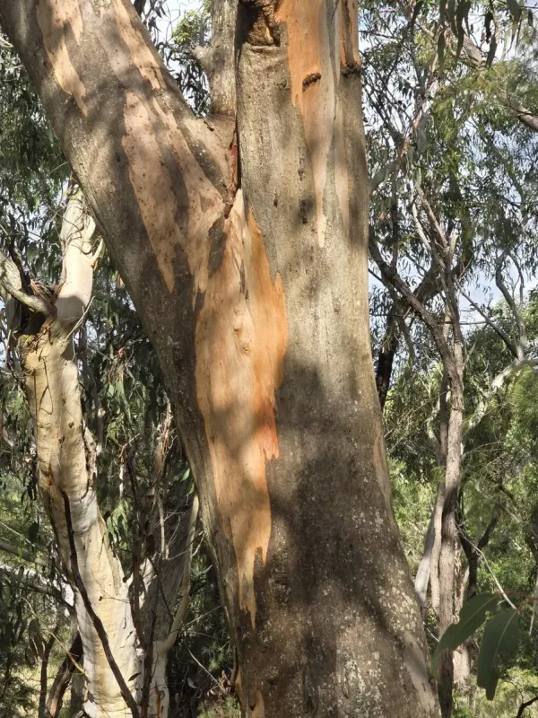 Grey Gum