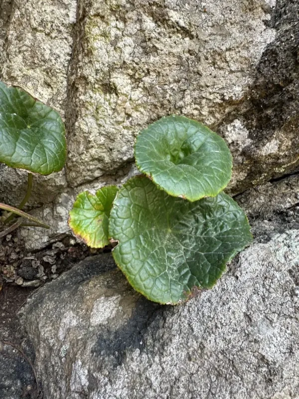 Socotra begonia