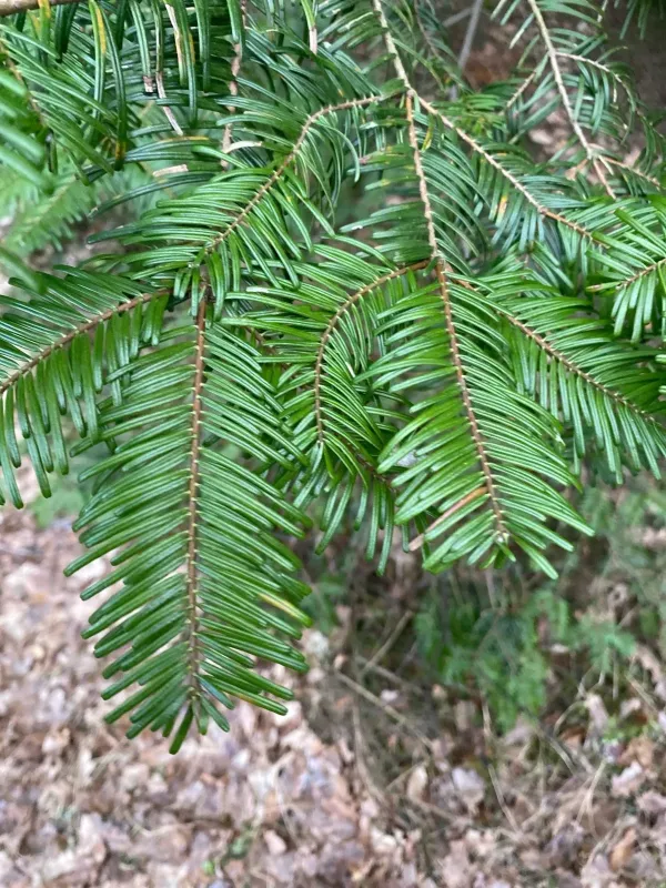 Grand fir