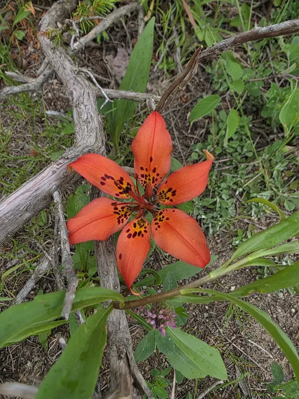 Wood lily
