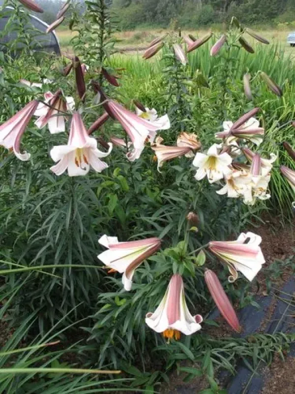 Sargent's lily