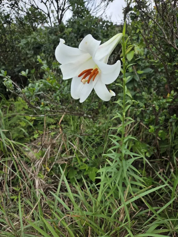 Brown's Lily
