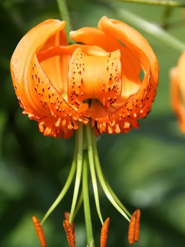 Henry's lily