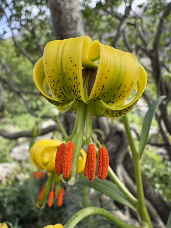 Pyrenean lily