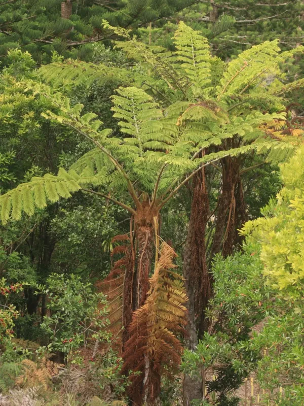 Cyathea brownii