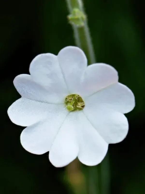 Nicotiana megalosiphon