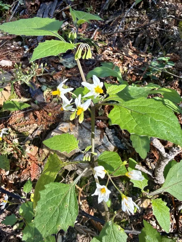Douglas nightshade
