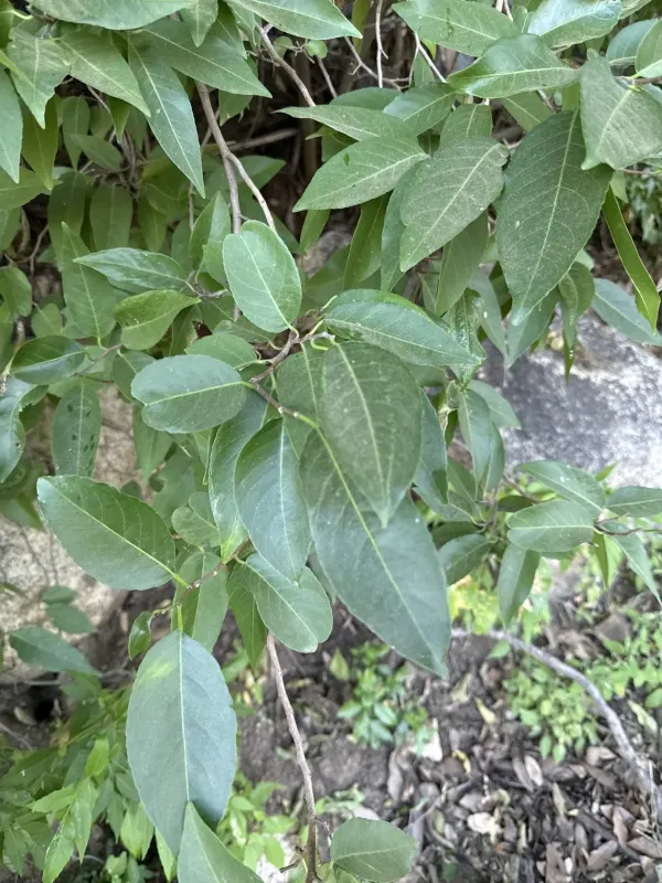 Sebastiania pavoniana