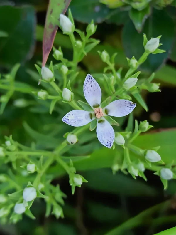 Swertia angustifolia