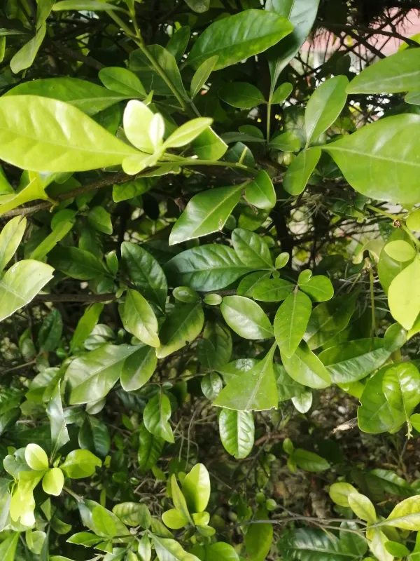 Swinglea glutinosa
