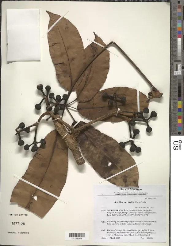 Schefflera pueckleri