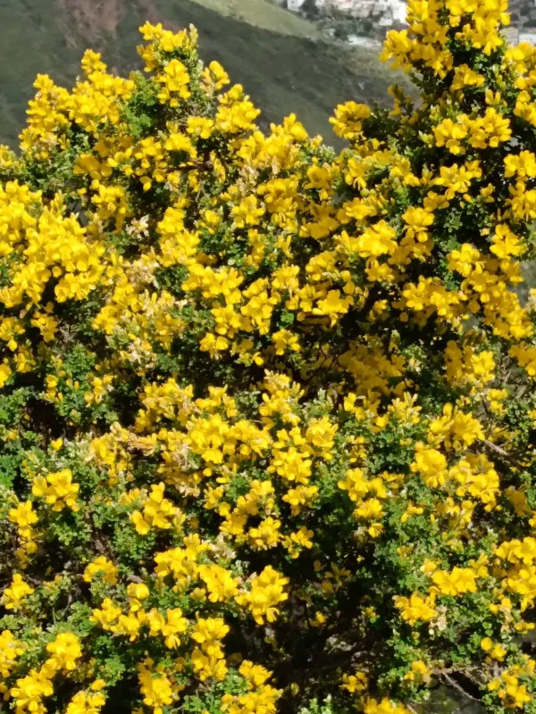 Canary Island broom