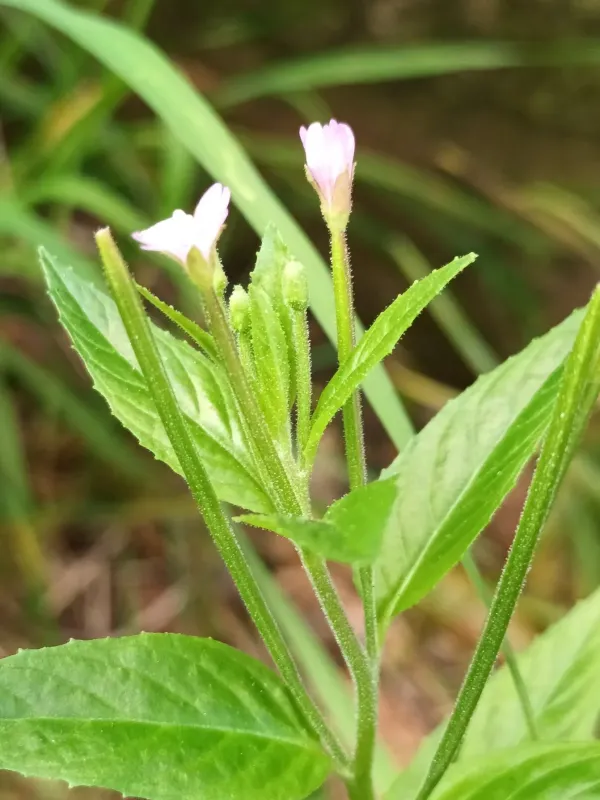 Glandular willowherb