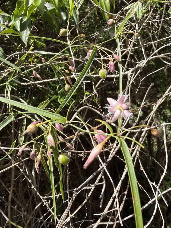 Wombat Berry