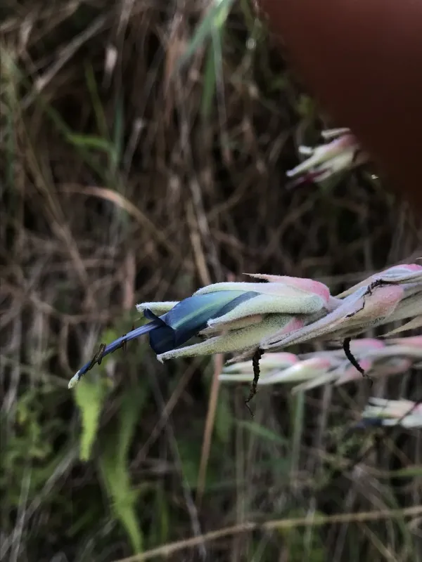 Puya floccosa