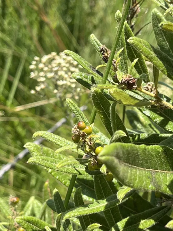 Searsia discolor