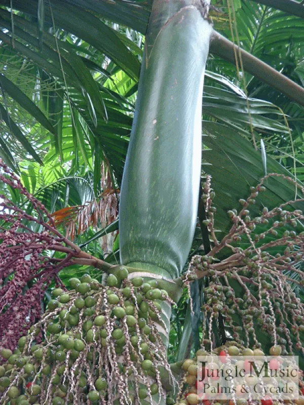 Montgomery Palm