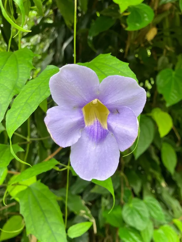 Thunbergia laurifolia