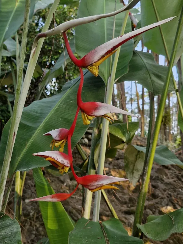 Heliconia collinsiana