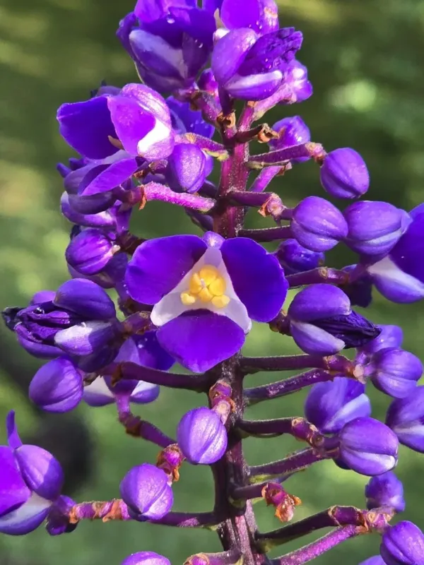 Blue Ginger